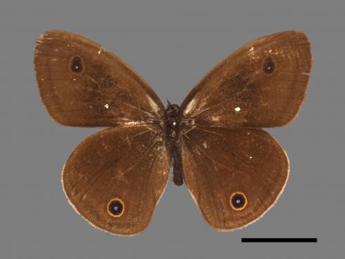 Ypthima multistriata[臺灣波紋蛇目蝶][00013523]