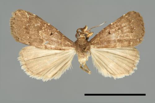 <已分類>Family：Noctuidae[夜蛾科][00010995]