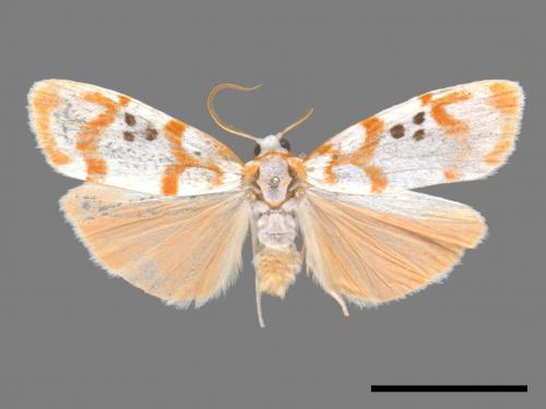 Cyana formosana[台雪苔蛾][00056741]