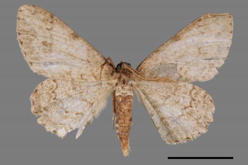 Ectropis bhurmitra[淡猗尺蛾][00038983]