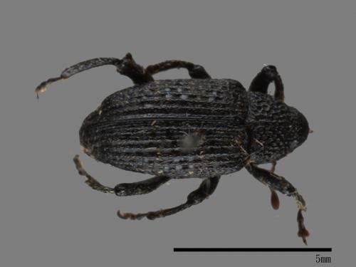 <已分類>Family：Curculionidae[象鼻蟲科][00082627]