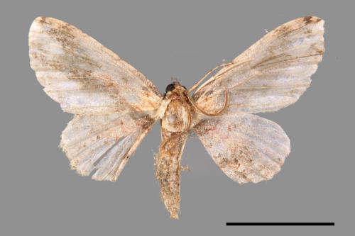 Ziridava kanshireiensis[扳手波尺蛾][00051357]