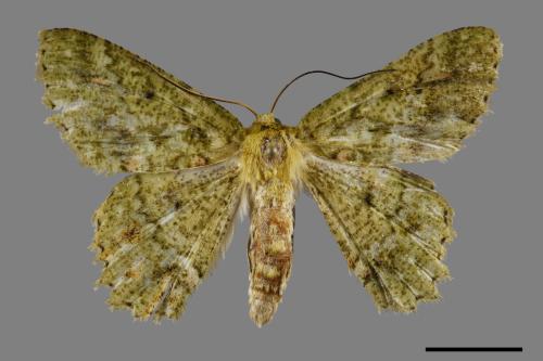 Herochroma ochreipicta[眉原粉綠尺蛾][00092994]