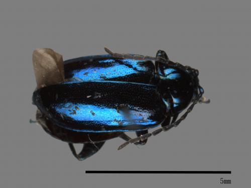 <已分類>Family：Chrysomelidae[金花蟲科][00049643]