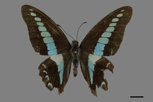 Graphium sarpedon connectens[青帶鳳蝶][00094489]