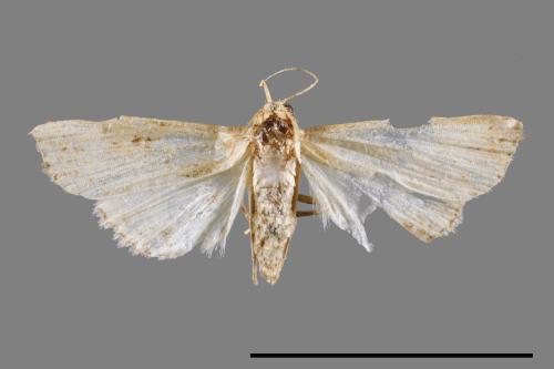 <已分類>Family：Crambidae[草螟科][00022218]