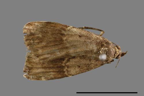 <已分類>Family：Noctuidae[夜蛾科][00010899]