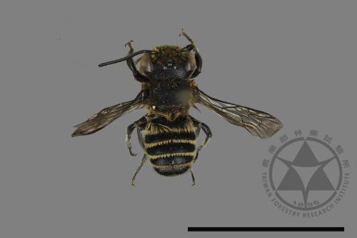 <已分類>Genus：Megachile[切葉蜂屬][00094422]