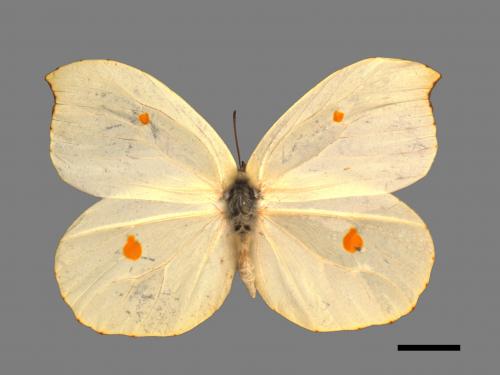 Gonepteryx amintha formosana[紅點粉蝶][00014141]