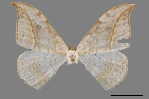 Drepana pallida nigromaculata[ㄧ點鉤蛾][00018984]