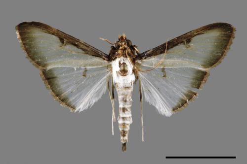 Sisyrophora pfeifferae[00035344]