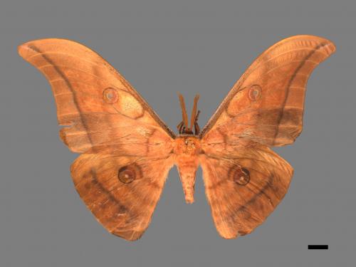 Antheraea yamamai superba[大透目天蠶蛾][00016073]