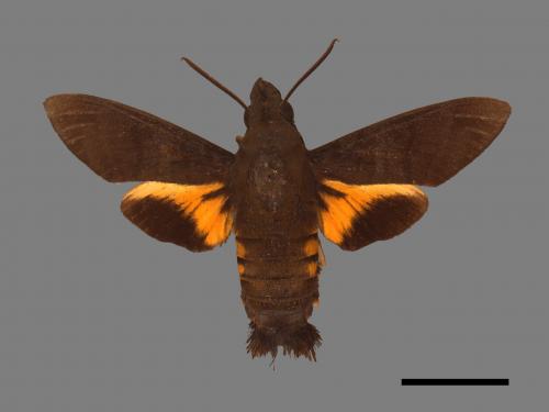 Macroglossum corythus luteata[黃紋長喙天蛾][00017882]