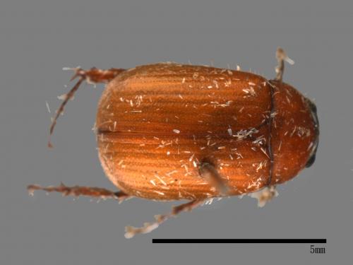 <已分類>Family：Scarabaeidae[金龜子科][00026258]