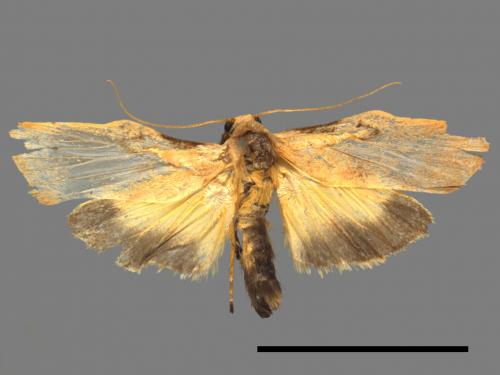 Teulisna tumida[膨圖苔蛾][00039813]