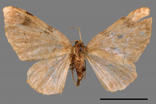 Heterophleps varegata[白線四斑波尺蛾][00042549]