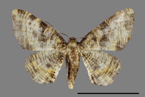 Monocerotesa virgata[刮紋尺蛾][00092365]