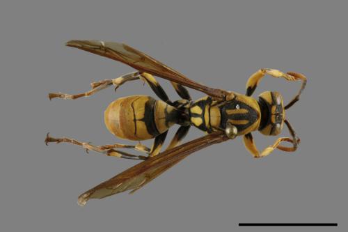 Polistes rothneyi[黃長腳蜂][00119360]