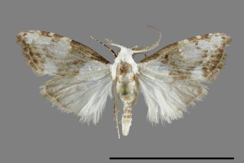 <已分類>Family：Noctuidae[夜蛾科][00093419]