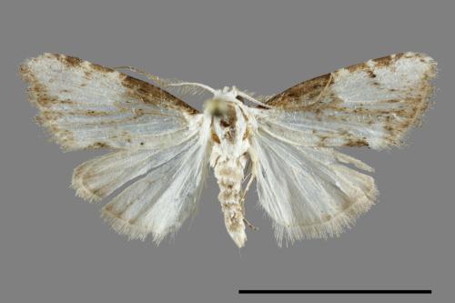 <已分類>Family：Noctuidae[夜蛾科][00094840]