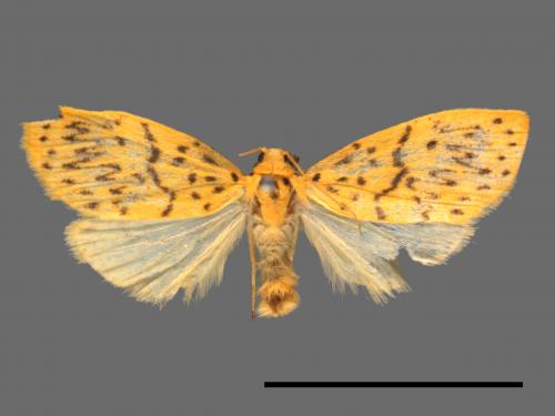 Asura alikangiae[關山豔苔蛾][00044107]