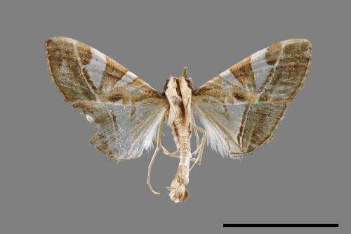 Glyphodes itysalis[00052621]
