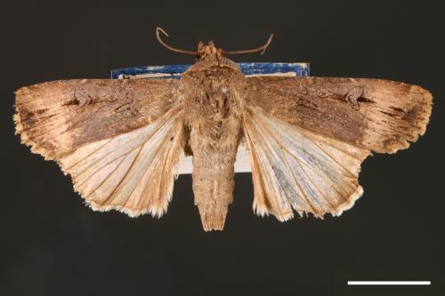 Agrotis ipsilon[小地老虎][00000673]