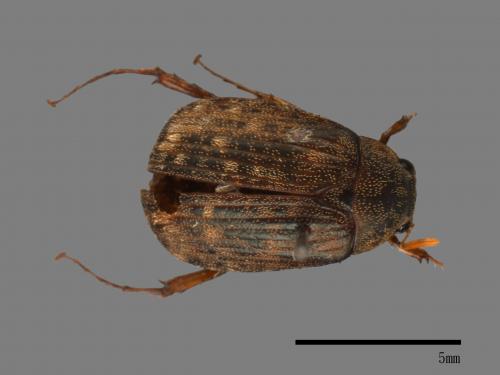 <已分類>Family：Scarabaeidae[金龜子科][00080787]