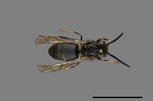 Vespula flaviceps[細黃胡蜂][00072941]