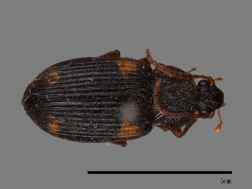 <已分類>Family：Carabidae[步行蟲科][00026083]