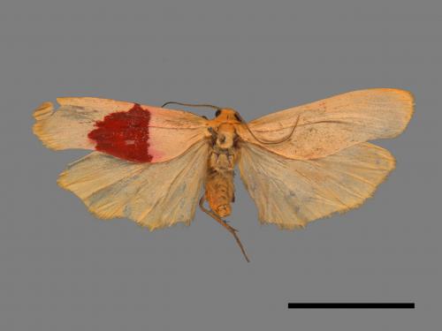 Eilema usuguronis[黃邊土苔蛾][00052775]