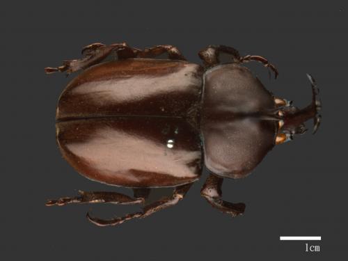 Allomyrina dichotomus[獨角仙][00086062]