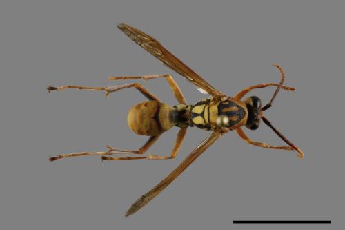 Polistes formosanus[00117572]