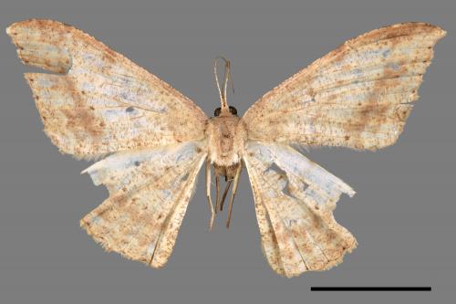 Luxiaria mitorrhaphes[雙斑鈎尺蛾][00069686]