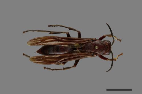 Polistes gigas[巨長腳蜂][00074382]