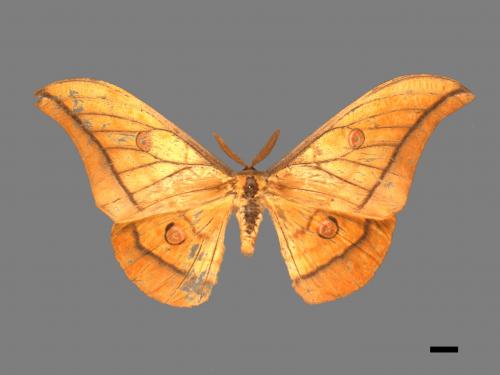 Antheraea yamamai superba[大透目天蠶蛾][00016100]