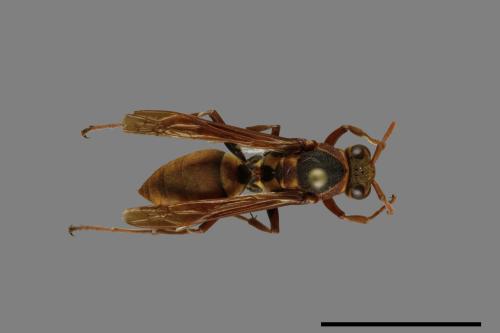 Polistes takasagonus[雙斑長腳蜂][00072715]