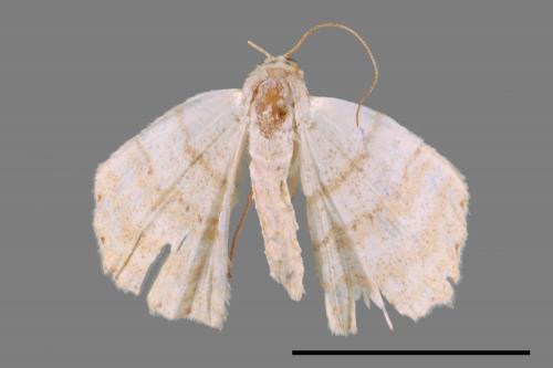 Luxiaria obliquata[斜紋鈎尺蛾][00055183]