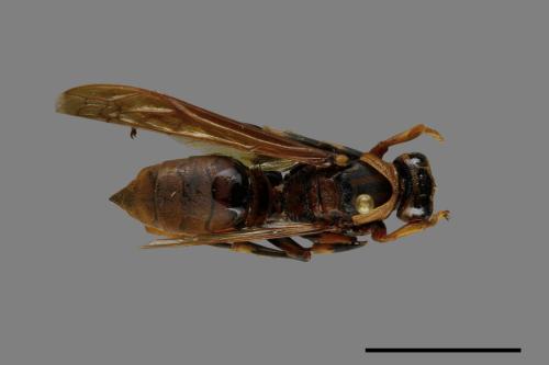 Polistes rothneyi[黃長腳蜂][00074363]