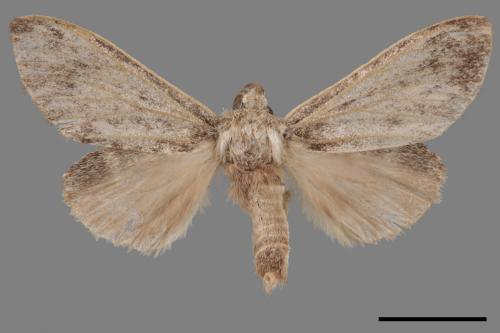 Syntypistis subgeneris subgeneris[淡紋舟蛾][00045011]