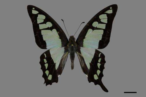 Graphium cloanthus kuge[寬青帶鳳蝶][00101240]