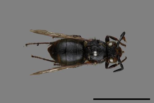 Vespula flaviceps[細黃胡蜂][00073134]