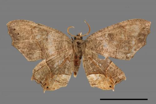 <已分類>Family：Geometridae[尺蠖蛾科][00042770]
