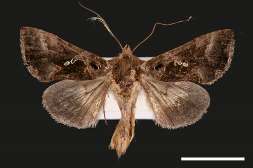 Chrysodeixis minutus[00029080]