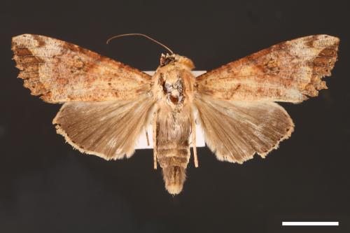 Tiracola plagiata[掌夜蛾][00001210]