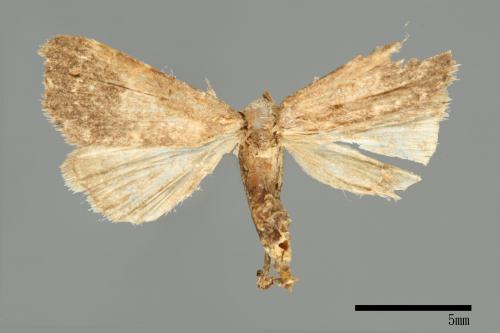 <已分類>Family：Noctuidae[夜蛾科][00010808]