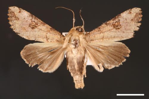 Tiracola plagiata[掌夜蛾][00001217]