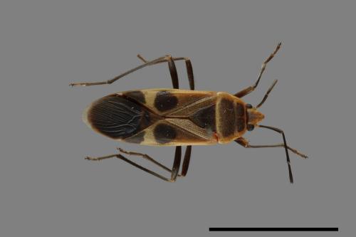 Physopelta gutta[大星椿象][00040139]