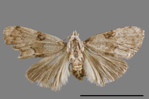 <已分類>Family：Noctuidae[夜蛾科][00008884]