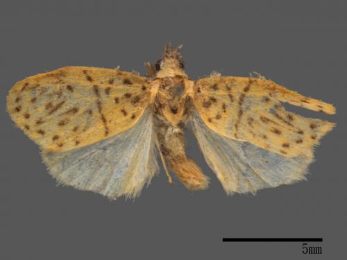 Asura alikangiae[關山豔苔蛾][00050812]